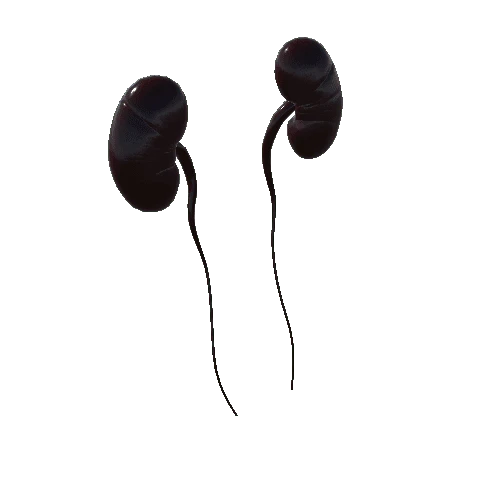 Kidneys