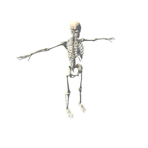 Skeletal