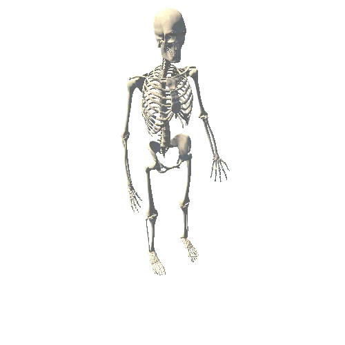 Skeleton