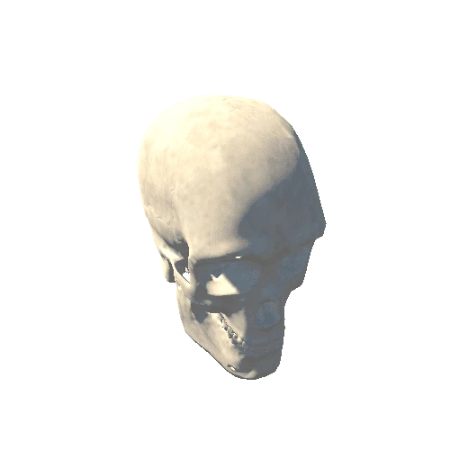 Skull