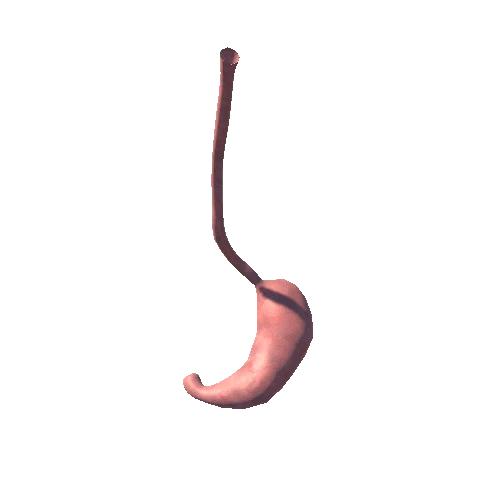 stomach