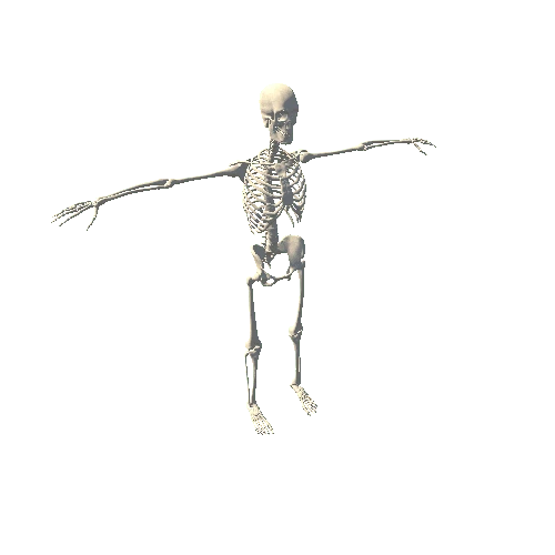 skeletonT