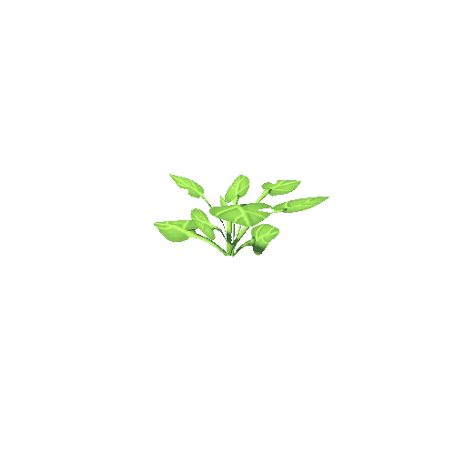 Plant_02_a