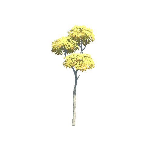 Tree_02_h