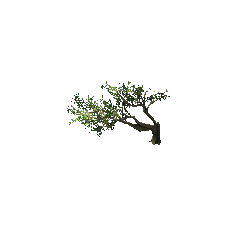 medium_tree_1