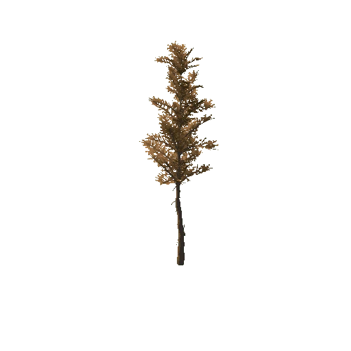 Pine_Sapling_Brown_Tall