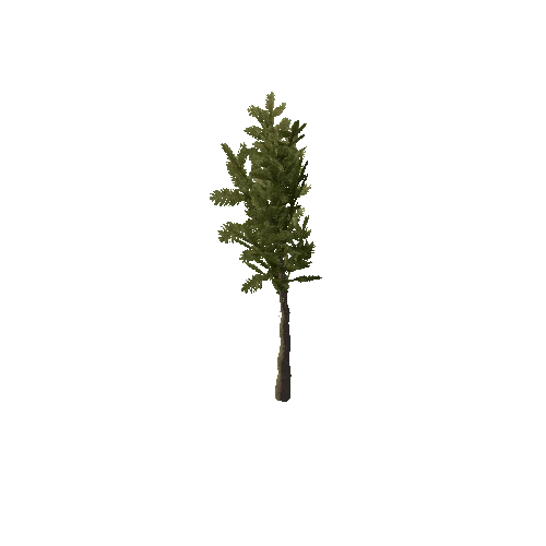 Pine_Sapling_Green_1