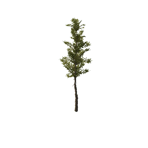 Pine_Sapling_Green_Tall