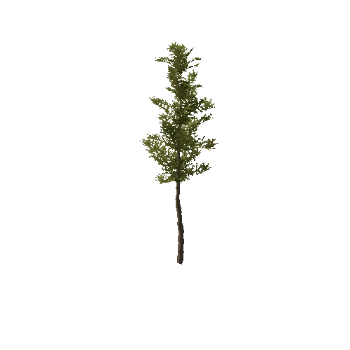 Pine_Sapling_Green_Tall_1