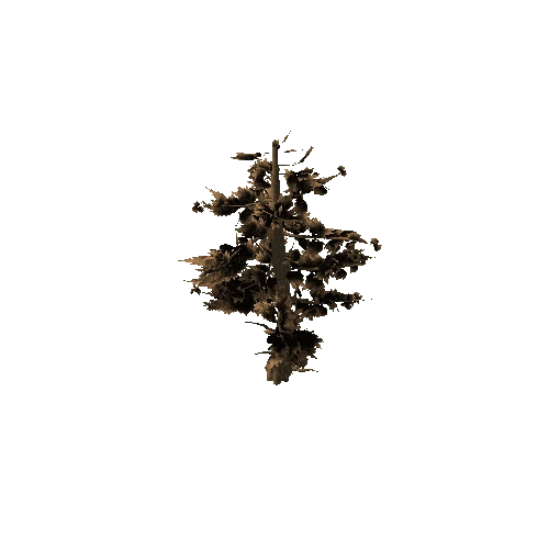 Pine_Tree_Rough_Brown