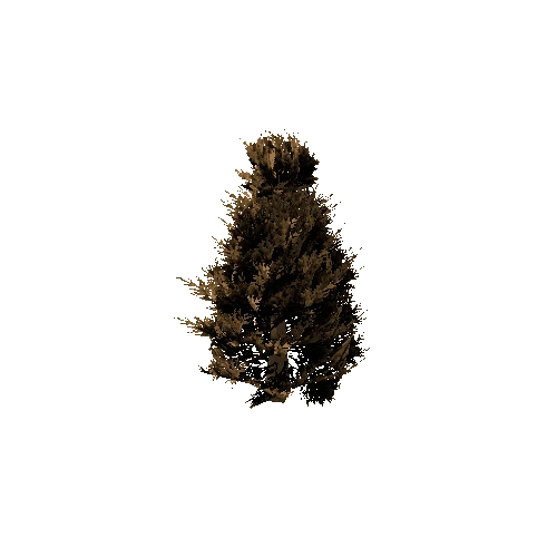 Spruce_Tree_Brown_1
