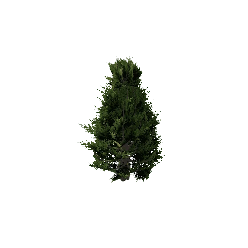 Spruce_Tree_Green