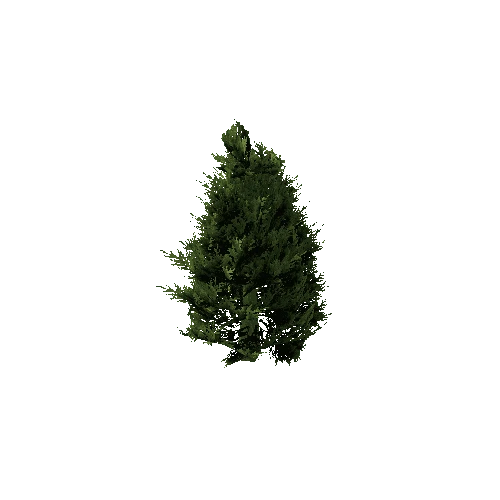 Spruce_Tree_Green_1
