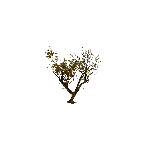 Thorn_Tree_01