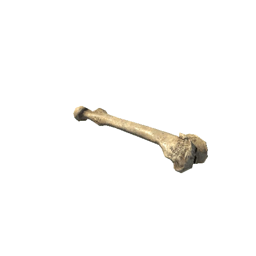 BK_AnimalBones_Hip