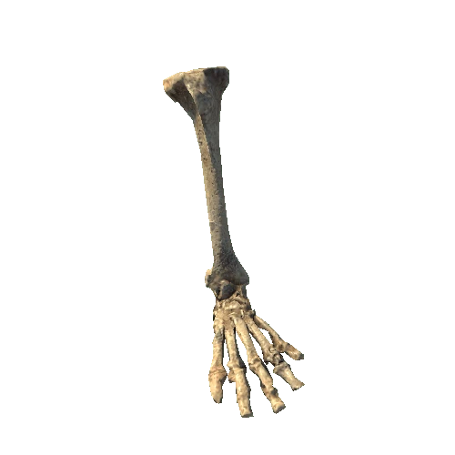 BK_AnimalBones_Leg