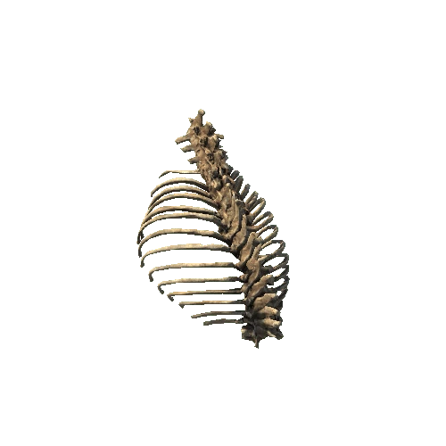 BK_AnimalBones_Spine