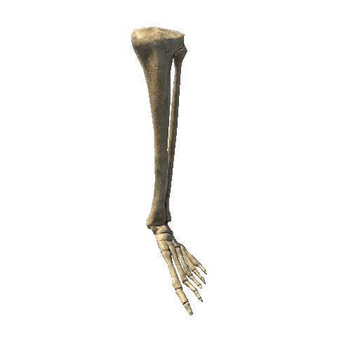 BK_Skeleton_LeftLeg