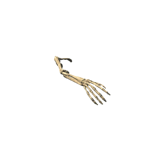 BK_Skeleton_RightHand