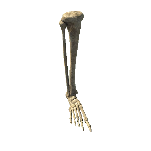 BK_Skeleton_RightLeg