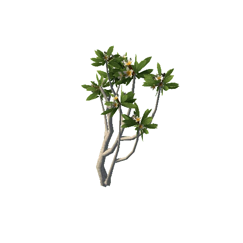 Frangipani_Tree_V3_1