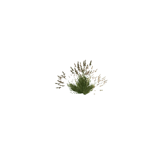 Long_Grass_V6_LOD1