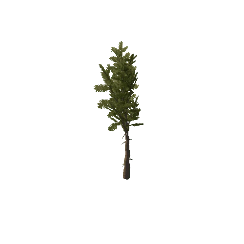 Pine_Sapling_Green