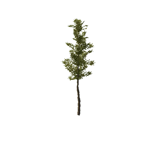 Pine_Sapling_Green_Tall_LOD