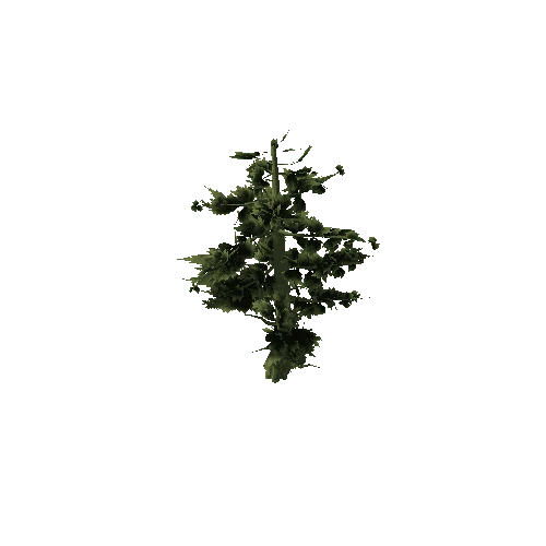 Pine_Tree_Rough_Green
