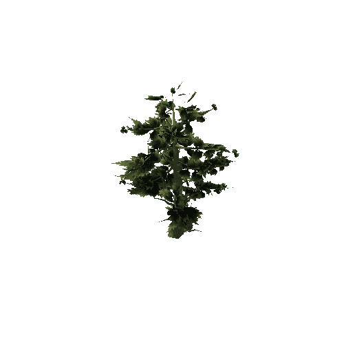 Pine_Tree_Rough_Green_LOD