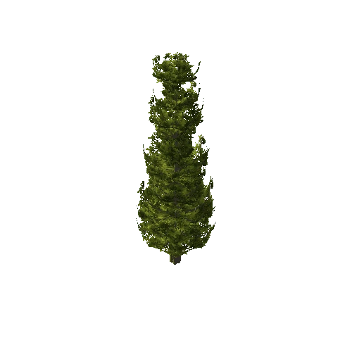 Spruce_Tree_Green_Tall