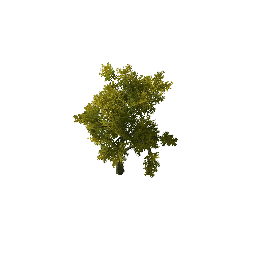 Beech_Tree_V2_LOD