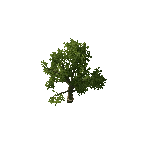 Beech_Tree_V4