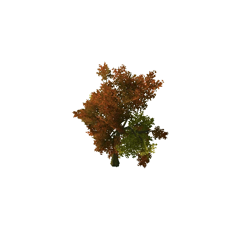 Beech_Tree_V7