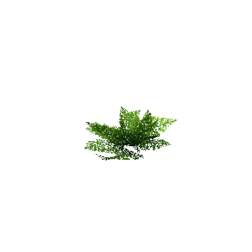 Fern_Leafy_V5_LOD