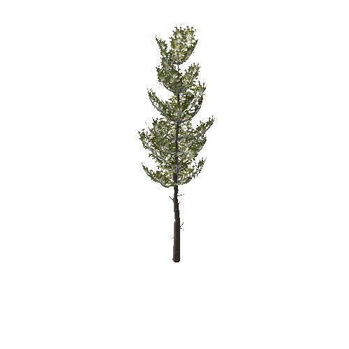 Pine_Sapling_Green_Tall_Semi_Snow