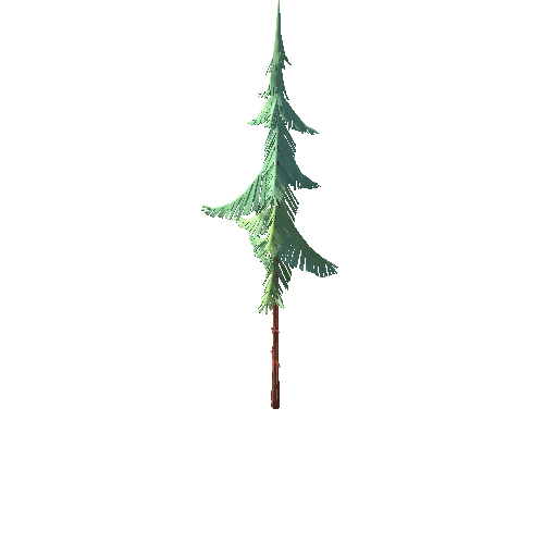 Spruce_01