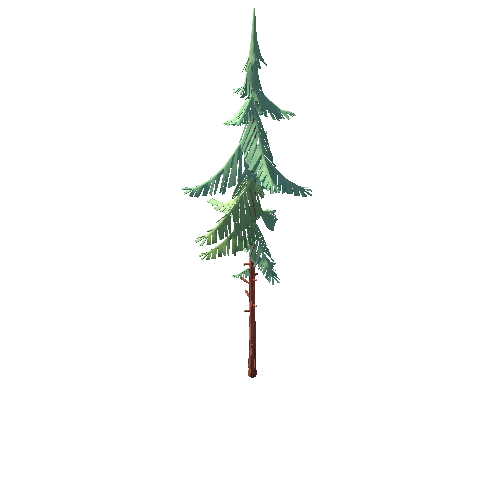 Spruce_02