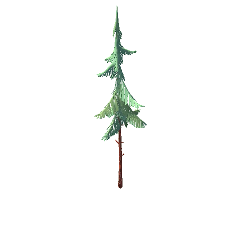 Spruce_03