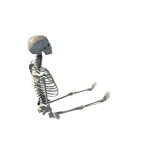 skeleton3