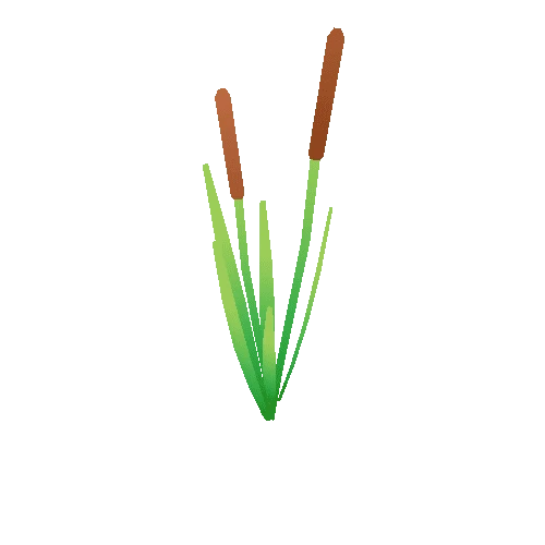 cattail_2