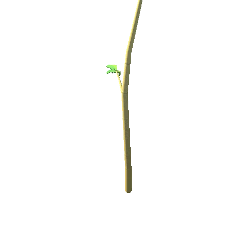 Bamboo01