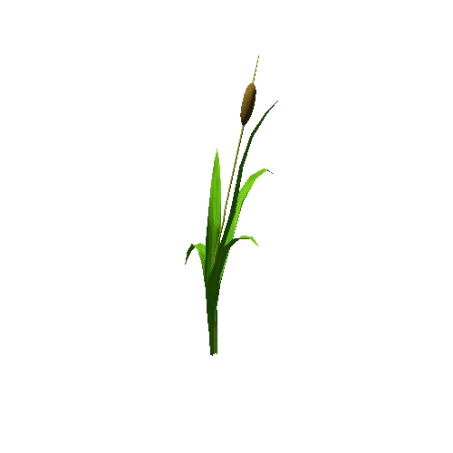 Cattail_02