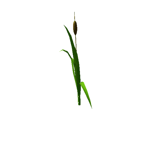 Cattail_06