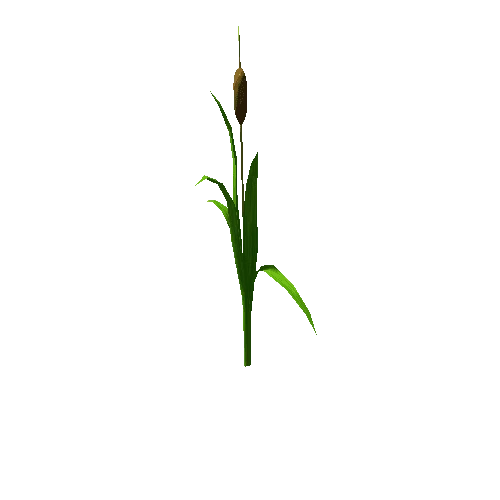 Cattail_07