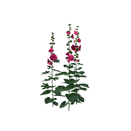 Hollyhock-group1B