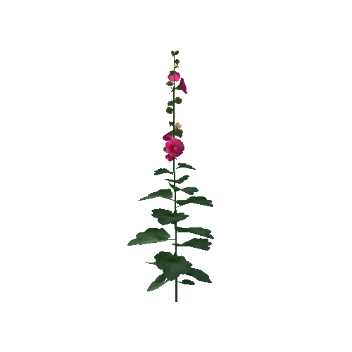 Hollyhock1B