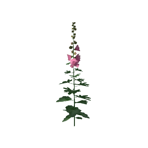 Hollyhock3A