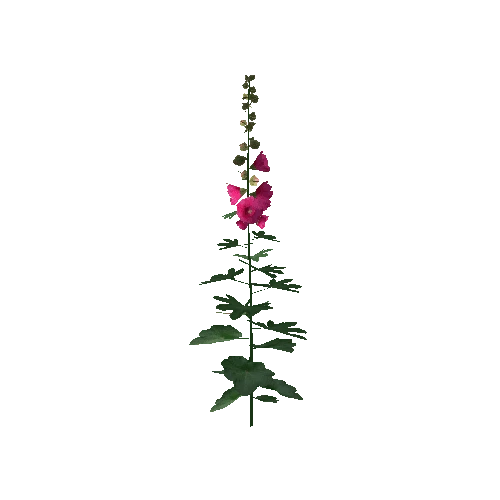 Hollyhock3B