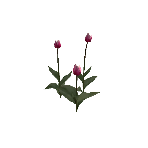 Tulipa-group1B-bloomer